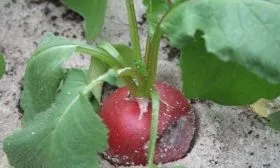 Вредители и болезни редиса Мелито