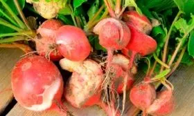 Вредители и заболевания