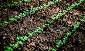 Выбор места и подготовка грядок