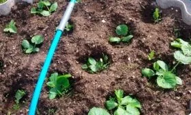 Выращивание и уход