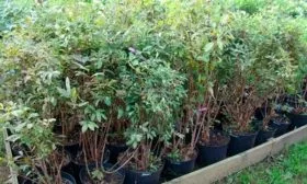 Выращивание и уход