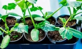 Выращивание и уход