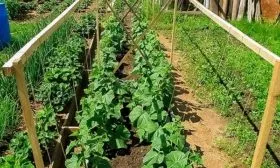 Выращивание и уход1