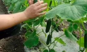 Выращивание поэтапно и уход