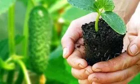 Выращивание рассады