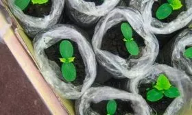 Выращивание рассады