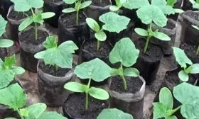 Выращивание рассады