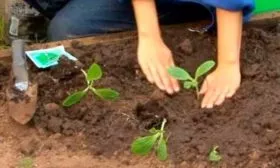 Выращивание рассады