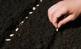 Высадка семян