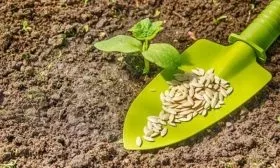 Высадка семян