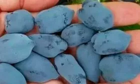 Ягоды и их вкусовые качества