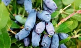 Ягоды и их вкусовые качества