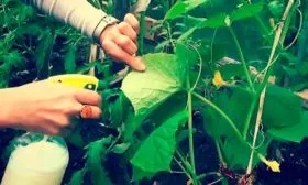 Защита от болезней и вредителей