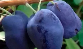 zhimolost-boreal-byuti-foto