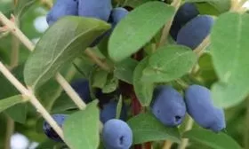 zhimolost-plodovaja-volshebnica