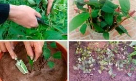 zhimolost-posadka-cherenkami