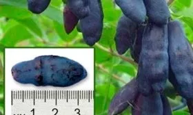 Жимолость Сильгинка