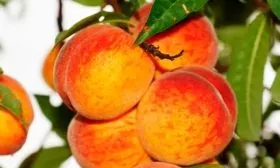 Золотой триумф