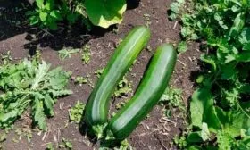 Описание сорта