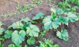 Особенности посадки