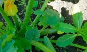 Сроки созревания