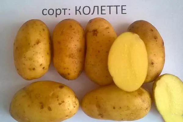 Описание сорта