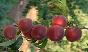 Созревание