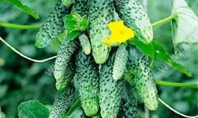 Урожайность