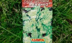Неженка
