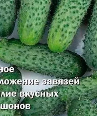 Веселая семейка f1