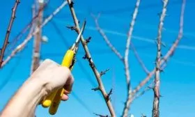 Обрезка сливы