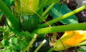 Сбор урожая