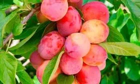 Урожайность