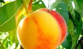 Вкусовые качества