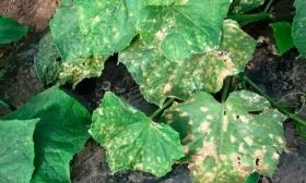 Болезни и вредители