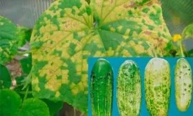 Болезни и вредители