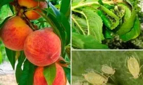 Болезни и вредители