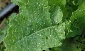 Болезни и вредители