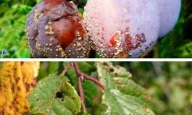 Болезни и вредители