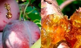 Болезни и вредители, методы борьбы и профилактики