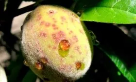 болезни персика