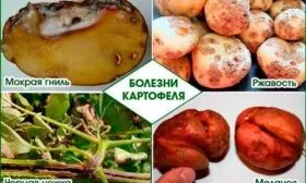 Борьба с болезнями и вредителями