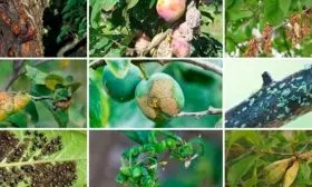 Борьба с болезнями и вредителями