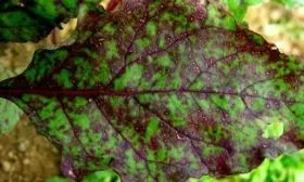 Борьба с заболеваниями, вредителями