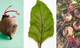 Борьба с заболеваниями, вредителями