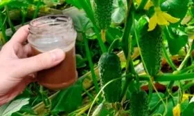 Чем и когда подкармливать