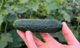 вкус и назначение