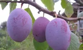 ДАШЕНЬКА урожай