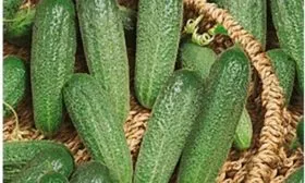 Великолепная пятерка