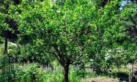 Характеристика внешнего вида